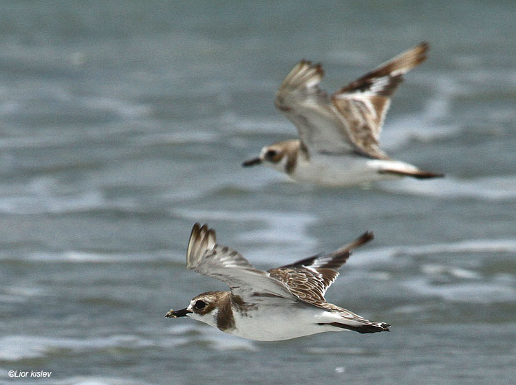    Greater Sand Plover Charadrius leschenaultii  ,Maagan Michael  ,29-07-11 Lior Kislev        